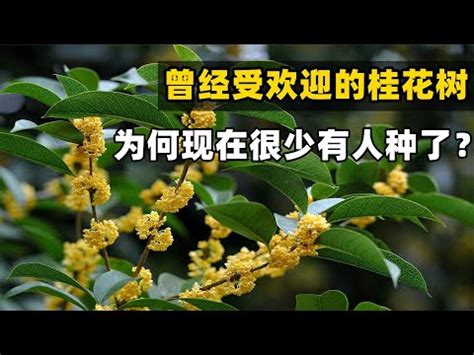 後院種桂花|【後院種桂花】後院種桂花樹，風水禁忌和擺放指南大公開！